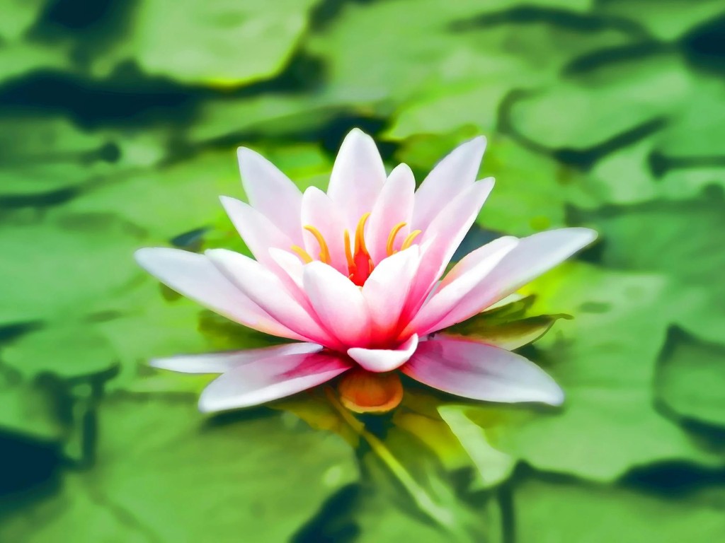 Lotus Pond