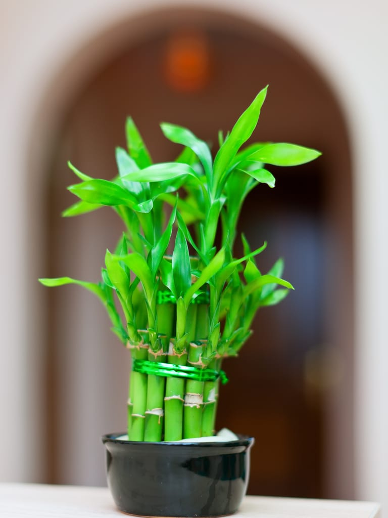 Lucky bamboo plant in a black pot, an eco-friendly rakhi gift idea in Hyderabad for Raksha Bandhan 2026 from Lock N Escape