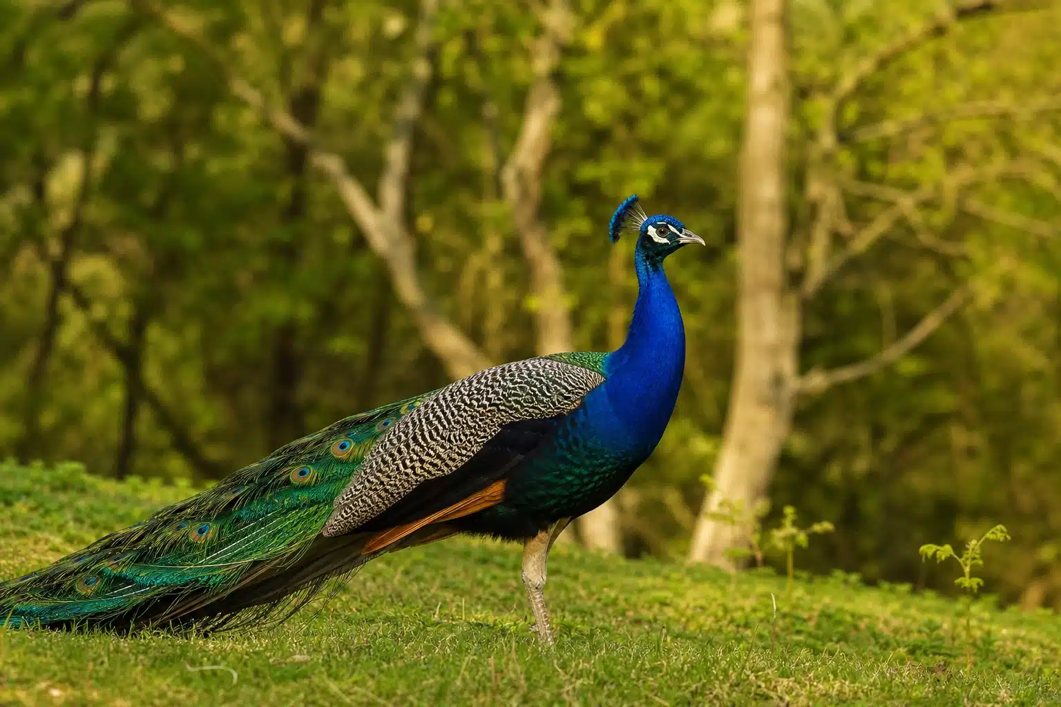 A peacock with folded tail feathers walking on grass in woodland